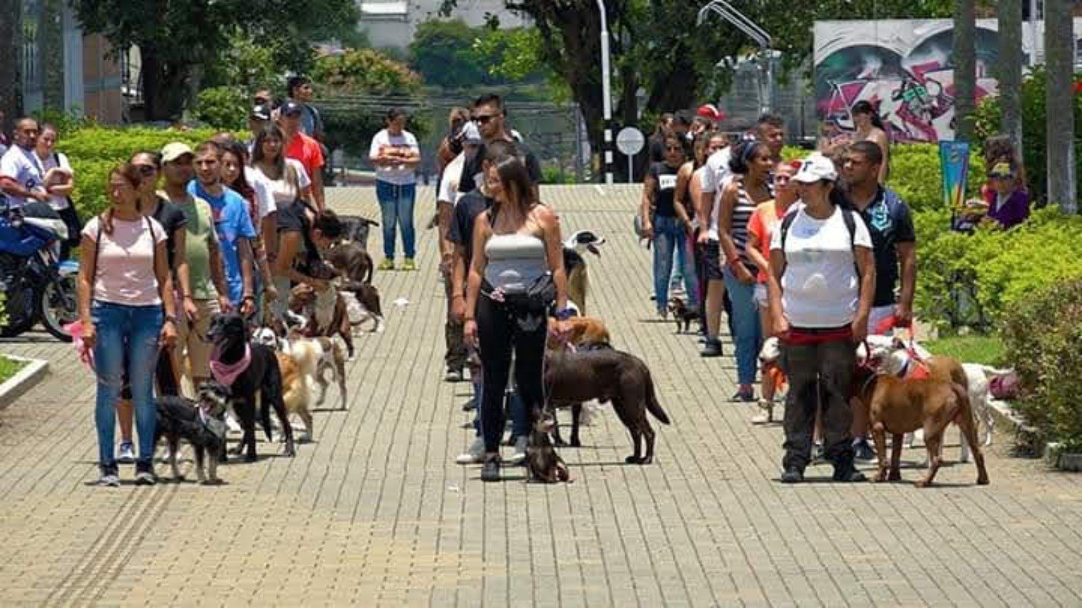 Comunidad canina en actividad pública