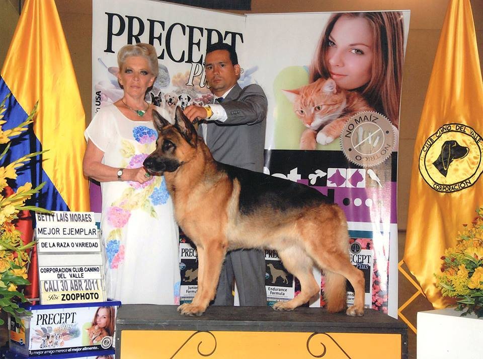 Actividad canina