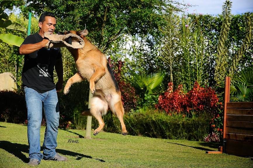 Entrenamiento presencial STARDOGS
