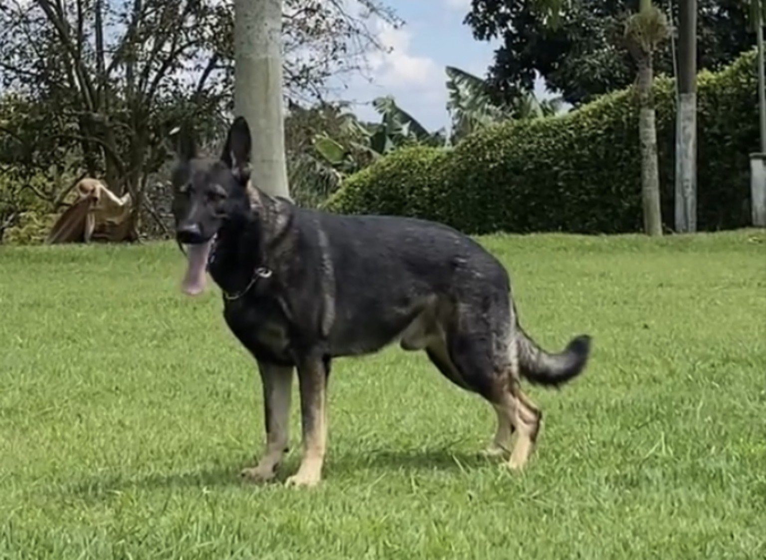 Perro de trabajo SZR K9