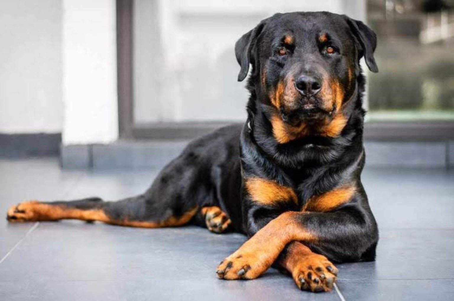 Rottweiler