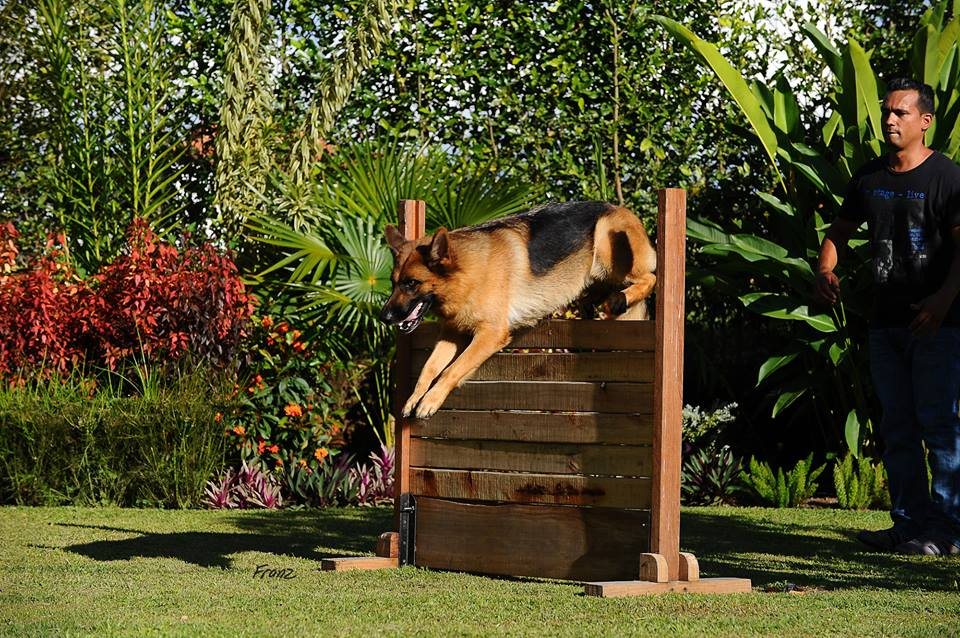 Perro de trabajo